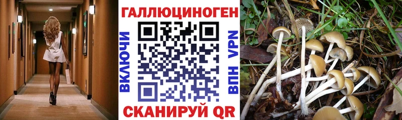 Галлюциногенные грибы Psilocybine cubensis  Шебекино 
